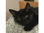 Adopt Magma a All Black Domestic Mediumhair / Mixed cat in Palatine