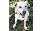 Adopt Snowy - A beauty a White Labrador Retriever / Great Pyrenees dog in Green