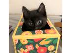 Adopt Bruce a Domestic Shorthair cat in Yankton, SD (38758534)