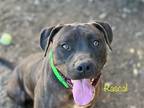 Adopt RASCAL a Brown/Chocolate Pit Bull Terrier / Mixed dog in Tustin