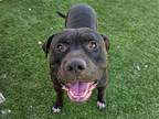Adopt FRANKIE a Black Pit Bull Terrier / Mixed dog in Tustin, CA (38724592)