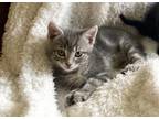 Adopt Playa a Gray, Blue or Silver Tabby Domestic Shorthair (short coat) cat in