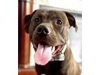 Adopt Raju a Black American Pit Bull Terrier / American Staffordshire Terrier