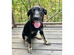 Adopt Reacher a Tan/Yellow/Fawn German Shepherd Dog dog in Houston