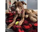 Adopt Serena a American Staffordshire Terrier / American Pit Bull Terrier /