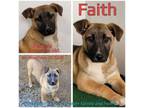 Adopt Faith a German Shepherd Dog
