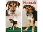 Adopt Hannah a Mixed Breed