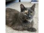 Adopt Chantelle a Calico or Dilute Calico Domestic Mediumhair / Mixed cat in