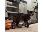 Adopt Payton a Gray, Blue or Silver Tabby Domestic Shorthair / Mixed cat in