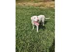 Adopt Toby a Tan/Yellow/Fawn Labrador Retriever / Mixed dog in Spring