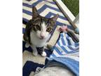 Adopt Tommy a Brown Tabby Domestic Shorthair (short coat) cat in San Ramon