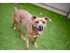 Adopt Dave a Tan/Yellow/Fawn American Staffordshire Terrier / Mixed dog in