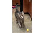 Adopt Iris a Gray, Blue or Silver Tabby Domestic Shorthair / Mixed (short coat)