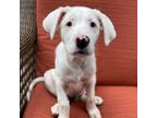 Adopt Meringue Pup - Torte a White Australian Shepherd / Border Collie / Mixed