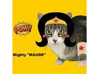 Adopt MAUDE: A 'Wonder' a Domestic Mediumhair / Mixed cat in Monrovia