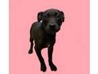 Adopt TUSC-Stray-tu1108 a Pit Bull Terrier, Labrador Retriever