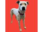 Adopt Dixi a Dalmatian