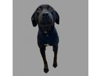 Adopt Hailey a Labrador Retriever