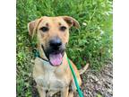 Adopt Willow a Labrador Retriever