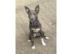 Adopt NIKKI -Gentle quiet great w/ kids and dogs a Terrier (Unknown Type