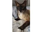 Adopt TAO (TAY-O) a Brown or Chocolate Siamese / Mixed (short coat) cat in