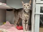 Adopt Mini a Domestic Shorthair / Mixed cat in New York, NY (38789207)