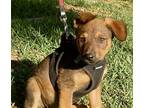 Adopt Peggy a Mixed Breed (Medium) / Mixed dog in Rancho Santa Fe, CA (38799394)