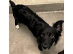 Adopt Shaggy a Mixed Breed (Medium) / Mixed dog in Rancho Santa Fe