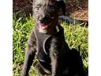 Adopt Kesha a Mixed Breed (Medium) / Mixed dog in Rancho Santa Fe, CA (38817313)