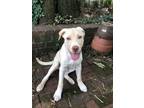 Adopt Simba a White Labrador Retriever / Husky / Mixed dog in Rockville