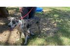 Adopt Pooh Bear a Merle Catahoula Leopard Dog / Australian Cattle Dog / Mixed