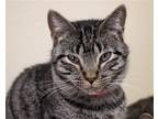 Adopt Jessica a Brown Tabby Domestic Shorthair / Mixed (short coat) cat in