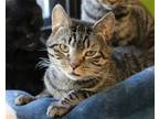 Adopt Decker a Brown Tabby Domestic Shorthair / Mixed (short coat) cat in Fargo