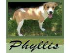 Adopt Phyllis a Shepherd, Mixed Breed