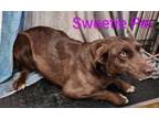 Adopt Sweetie Pie a Chocolate Labrador Retriever