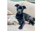 Adopt Summit a Black - with White Mixed Breed (Medium) / Mixed dog in