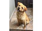 Adopt Sunny a Red/Golden/Orange/Chestnut Cocker Spaniel / Pug / Mixed dog in