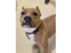 Adopt 2306-1643 Kano a Tan/Yellow/Fawn Pit Bull Terrier / Mixed dog in Virginia