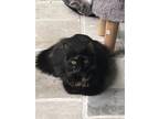 Adopt Fancy a Tortoiseshell Domestic Mediumhair / Mixed (medium coat) cat in