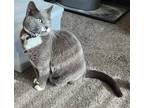 Adopt Rossi a Gray or Blue (Mostly) Domestic Shorthair / Mixed (short coat) cat