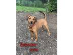 Adopt Salvador - $55 Adoption Fee Special a Red/Golden/Orange/Chestnut Hound