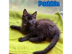 Adopt Pushkin - $55 Adoption Fee Special a Black (Mostly) Domestic Longhair /