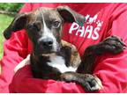 Adopt Jax 37360 a Brindle - with White Terrier (Unknown Type