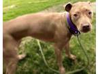 Adopt NELLIE* a Pit Bull Terrier