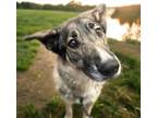 Adopt OAKLEY a German Shepherd Dog