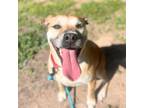 Adopt MAXINE a Boxer