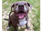Adopt CLEO a Pit Bull Terrier