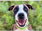 Adopt MELODY* a Pit Bull Terrier, Mixed Breed