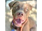 Adopt TOBLERONE* a Pit Bull Terrier, Mixed Breed
