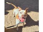 Adopt ZIPPORAH a Pit Bull Terrier